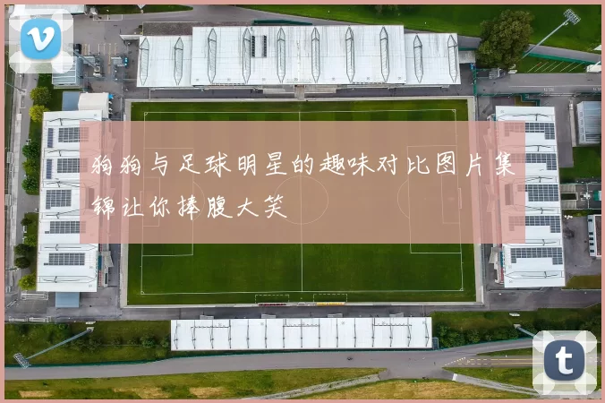 狗狗与足球明星的趣味对比图片集锦让你捧腹大笑